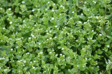 İlkbaharda Stellaria medyası doğada büyüyor.