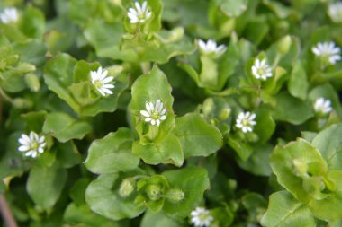 İlkbaharda Stellaria medyası doğada büyüyor.