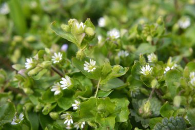 İlkbaharda Stellaria medyası doğada büyüyor.