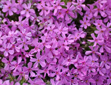 İlkbaharda, feniks subulata çiçek açar.
