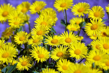 Doronicum orientale bahçedeki bir çiçek tarlasında çiçek açar