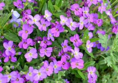 Aubrieta bahçedeki bir çiçek tarlasında çiçek açar.