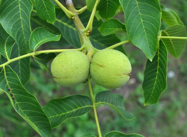 Yumuşak derili yeşil, olgunlaşmamış bir ceviz bir ağaç dalında yetişir.