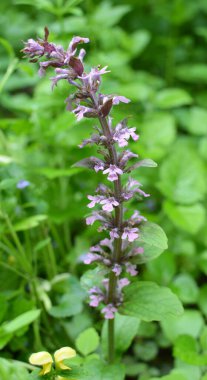 Ajuga sürüngenleri doğada büyür ve çiçek açar.