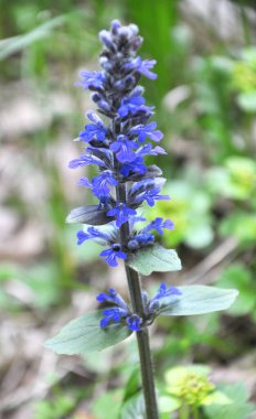 Ajuga sürüngenleri doğada büyür ve çiçek açar.