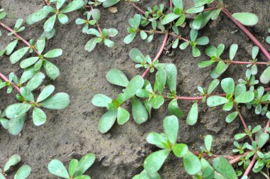 In nature, in the soil, like a weed grows purslane (Portulaca oleracea) clipart