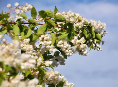 Yaz başında, Deutzia doğada çiçek açar.