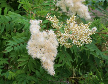 Yazın başında, Sorbaria Sorbifolia vahşi doğada çiçek açar.