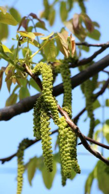 Ceviz ağacının dalında açan bahar çiçekleri.