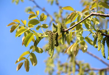 Ceviz ağacının dalında açan bahar çiçekleri.
