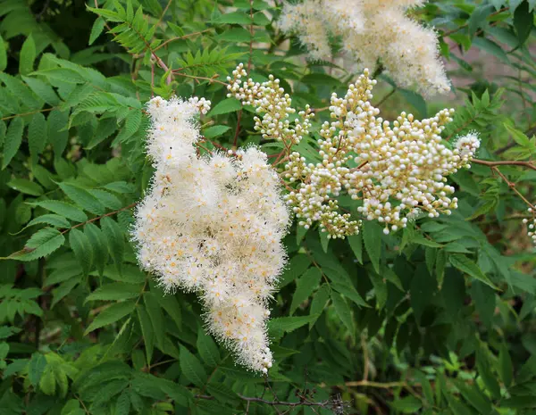 Yazın başında, Sorbaria Sorbifolia vahşi doğada çiçek açar.