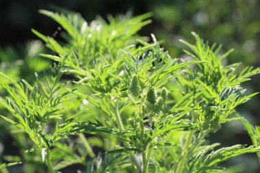 Yazın, yabani otlar (Ambrosia artemisiifolia) doğada yetişir.