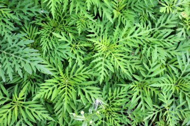 Yazın, yabani otlar (Ambrosia artemisiifolia) doğada yetişir.