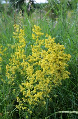 Galyum verum vahşi otların arasında yetişir.