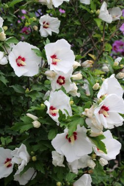 Yazın, doğada amber çiçeği açar.