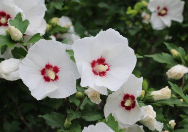 Yazın, doğada amber çiçeği açar.