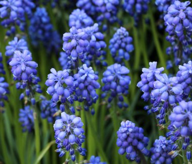 Muscari baharda çiçek açar.