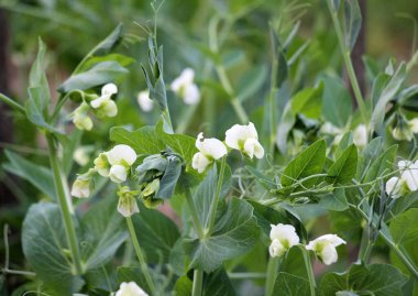 Bezelyeler açık organik toprakta yetişir.