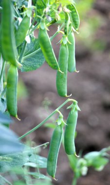 Yeşil bezelye kabukları tarladaki çalılarda olgunlaşıyor.