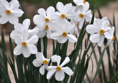 İlkbaharda, narsis (nergisler) çiçek tarhında açar..