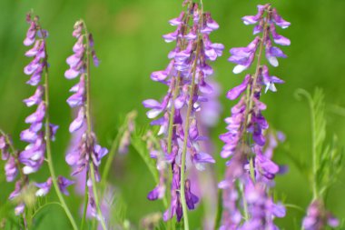 İnce yapraklı bezelyeler (Vicia tenuifolia) çayırlarda çiçek açar.