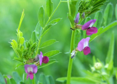 Kara bezelye (Vicia sativa subsp. Zenciler doğada otların arasında büyür.