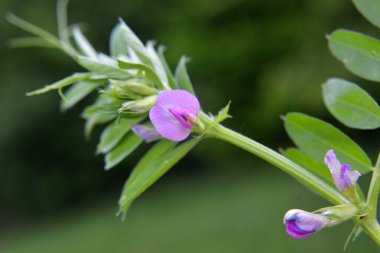 Kara bezelye (Vicia sativa subsp. Zenciler doğada otların arasında büyür.
