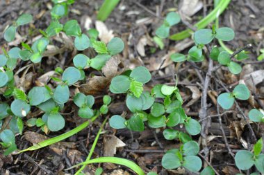 Hornbeam (Carpinus betulus), ormanda tohumdan filizlenen ağaç filizleri. 