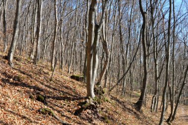 Hornbeam ağaçları ön planda büyüyor.