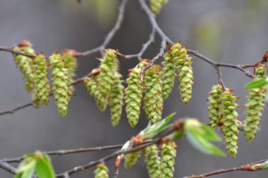 Ormandaki bir boynuz direğinde çiçekler açar.