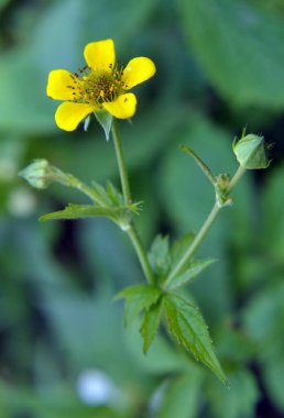 Geum urbanum otların arasında yetişir.