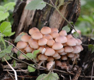 Ormanda bir Mycena mantarı kolonisi büyüyor.