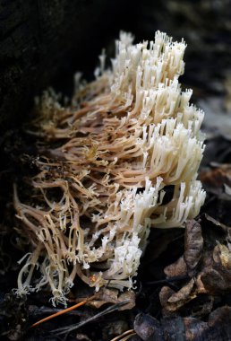 Mercan mantarları (Artomyces pyxidatus) vahşi doğada yetişir.