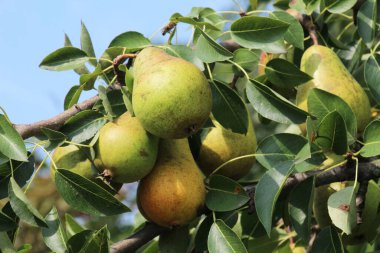 Meyve bahçesinde, armutlar ağaç dalında olgunlaşır..