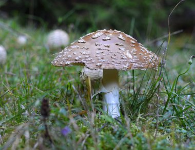 Zehirli mantar Amanita regalisi vahşi doğada yetişir.