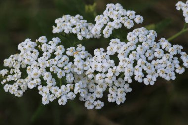 Yarrow (Achillea) otlar arasında vahşi doğada çiçek açar