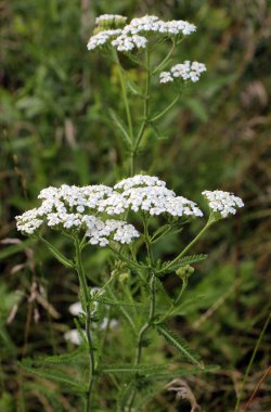 Yarrow (Achillea) otlar arasında vahşi doğada çiçek açar