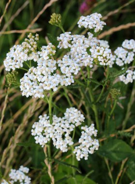 Yarrow (Achillea) otlar arasında vahşi doğada çiçek açar