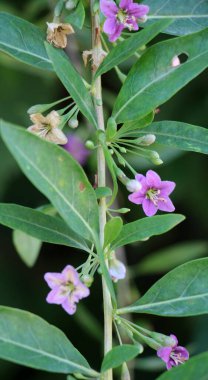Vahşi doğada bir dal dalı açar Lycium barbarlığı