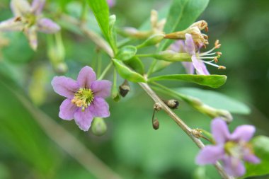 Vahşi doğada bir dal dalı açar Lycium barbarlığı