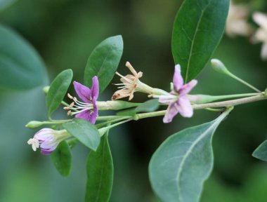 Vahşi doğada bir dal dalı açar Lycium barbarlığı