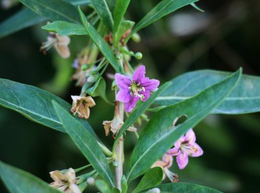 Vahşi doğada bir dal dalı açar Lycium barbarlığı