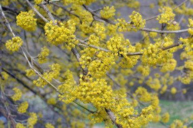 Bahar korneli gerçektir (Cornus mas) vahşi doğada çiçek açar 