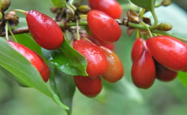 Bahçede, olgun bir ağaç dalında, (Cornus) meyveler.