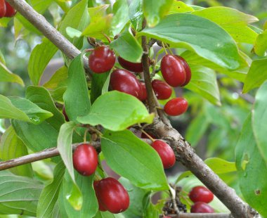 Bahçede, olgun bir ağaç dalında, (Cornus) meyveler.