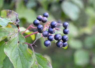 Mısırın mavi ve siyah meyveleri bir çalılığın dalında olgunlaşır..