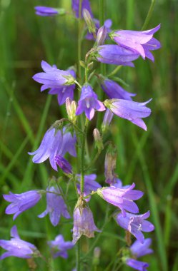 Çanlar (Campanula) yazın vahşi doğada açar