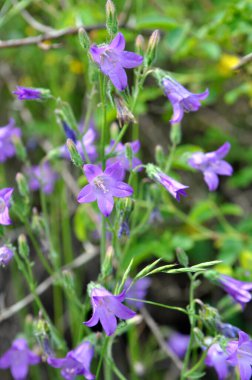 Çanlar (Campanula) yazın vahşi doğada açar