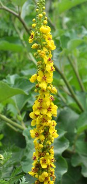 Vahşi doğada siyah mullein (Verbascum nigrum) çiçek açar