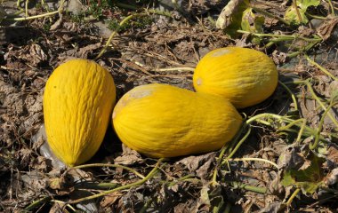 Yazın, karpuzlar açık organik topraklarda yetişir.